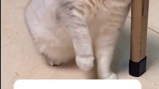 Cute cats ❤️ baby cats ❤️ cute and funny cat videos compilation #shorts