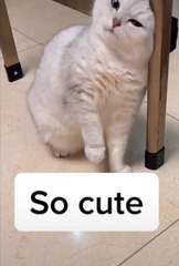 Cute cats ❤️ baby cats ❤️ cute and funny cat videos compilation #shorts