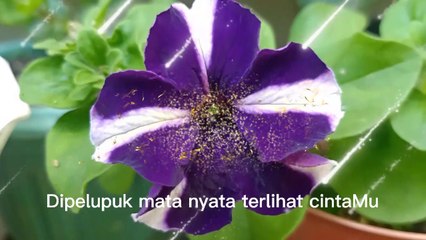 Aku Bersyukur - Elsanosa (Video Lirik)