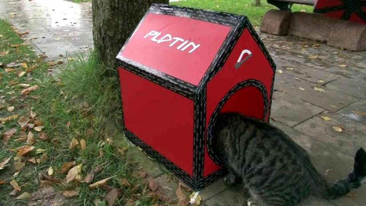 Kadıköy'de sokak hayvanları için barınma ve besleme çalışması yapıldı