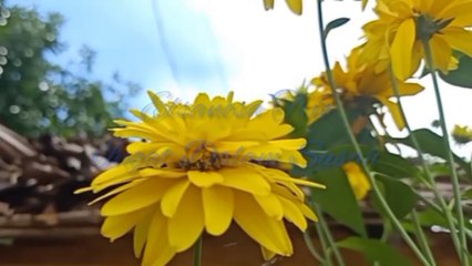 Ingat Dalam Susah - Elsanosa (Video Lirik)