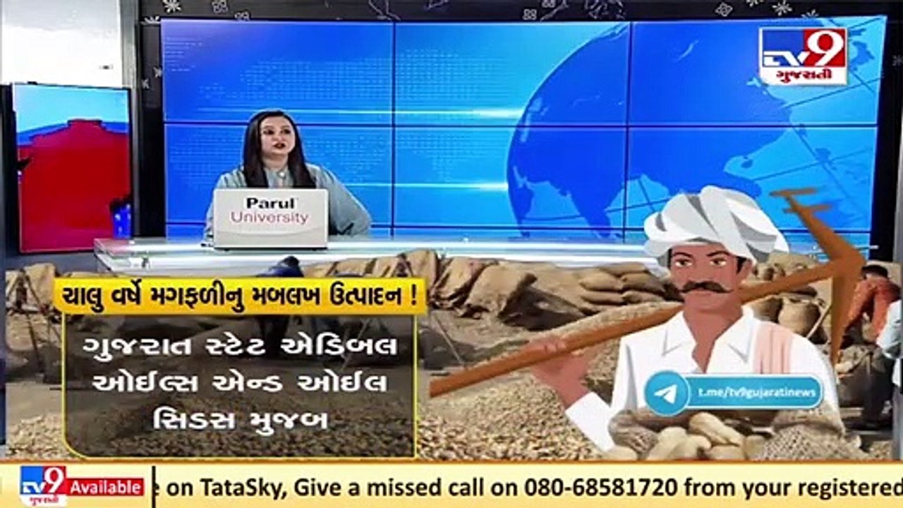 Bumper harvest of Groundnut this season across Gujarat, take a look at