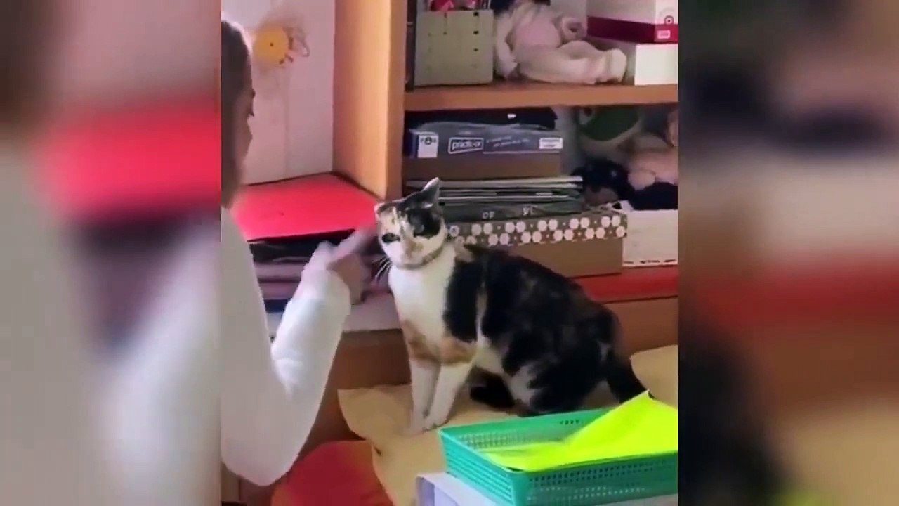 Funny Angry Cats  Don't Mess With These Cats