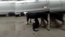 Ataşehir'de sokak köpeğinin kedileri emzirdiği anlar kamerada