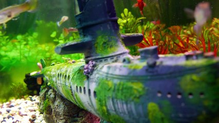 Best Fish Finder 2021