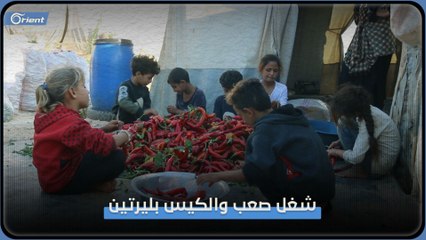 أم وأطفالها التسعة.. يحاولون تأمين لقمة العيش بتنظيف الفليفلة في مخيمات إدلب