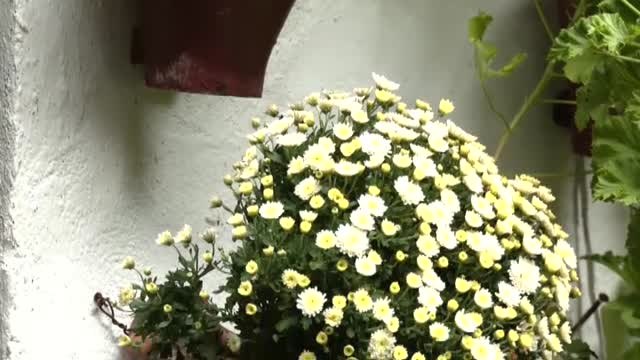 Córdoba se vuelve a llenar de flores