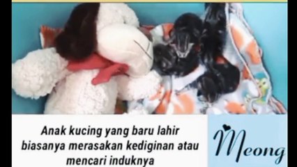 Ciri2 suara kucing