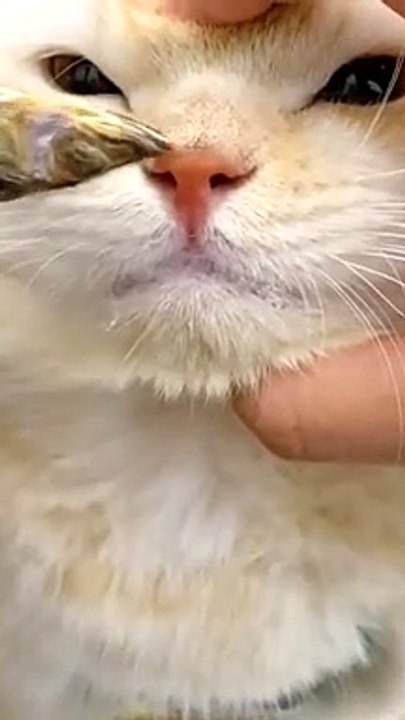When your favorite food is in front of you but you are teased not to eat it