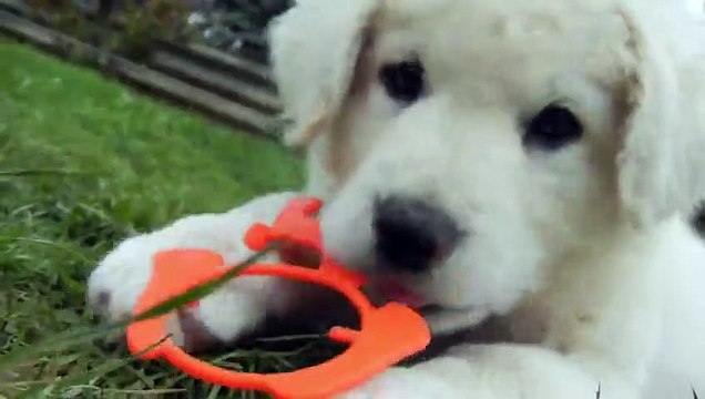 Two Cute White Puppies Playing !! So lovely❤❤