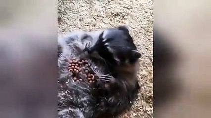 Fat Raccoon Eating Coconut