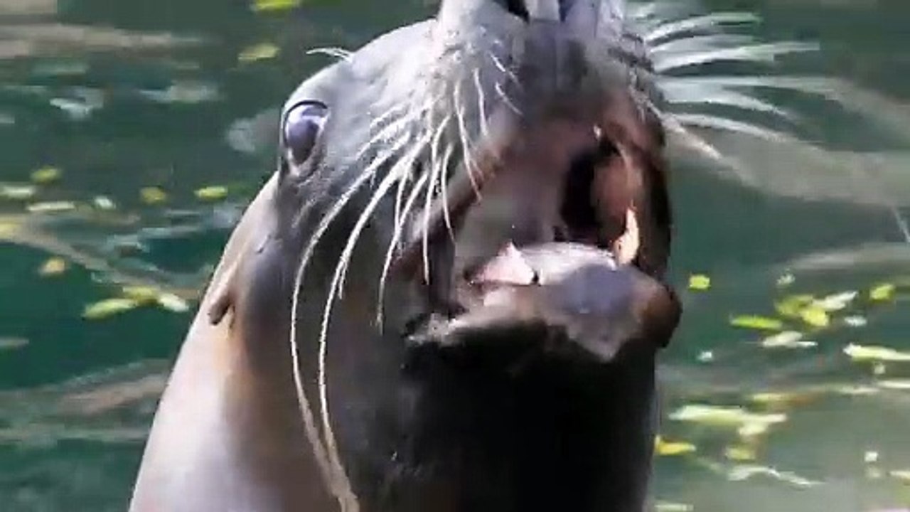 A sea Lion duet