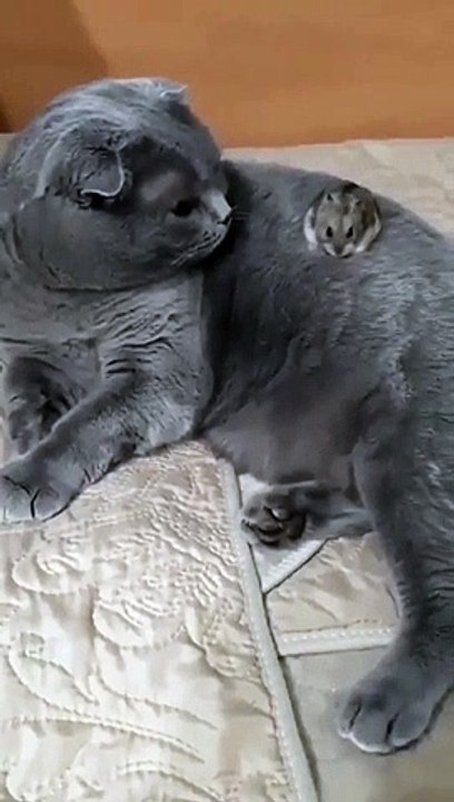 Cute cat and hamster #4