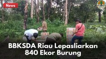 HATI-HATI PERGADANGAN BURUNG TANPA DOKUMEN !! BBKSDA LEPASLIARKAN 840 EKOR BURUNG !!