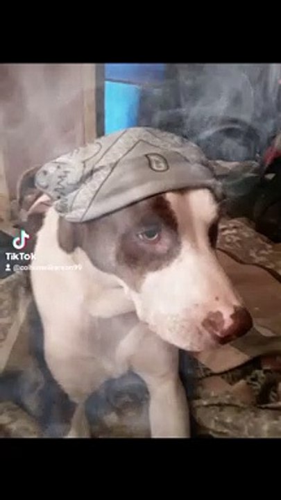 Dog in smoke