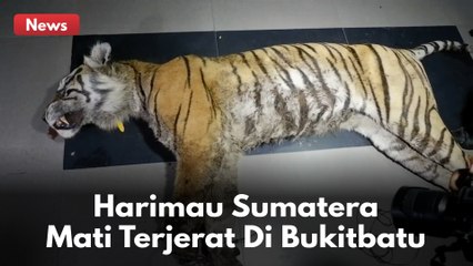 DUNIA KONSERVASI BERDUKA !! SEEKO HARIMAU SUMATERA DITEMUKAN MATI TERJERAT DI BUKITBATU !!
