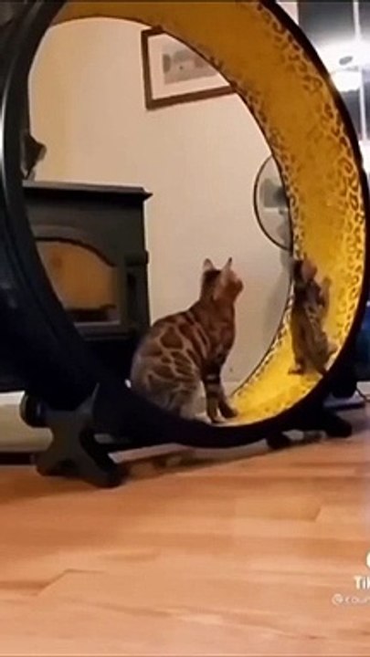 So Cute Cat Funny Video
