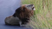 'Lion ROARING to lay claim to territory at Kruger National Park '