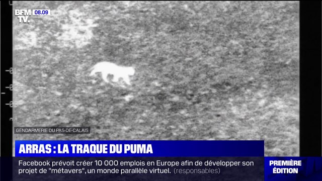 Grand félin échappé près d'Arras: la préfecture autorise l'abattage de l'animal