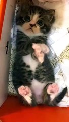 It has stars in its eyes