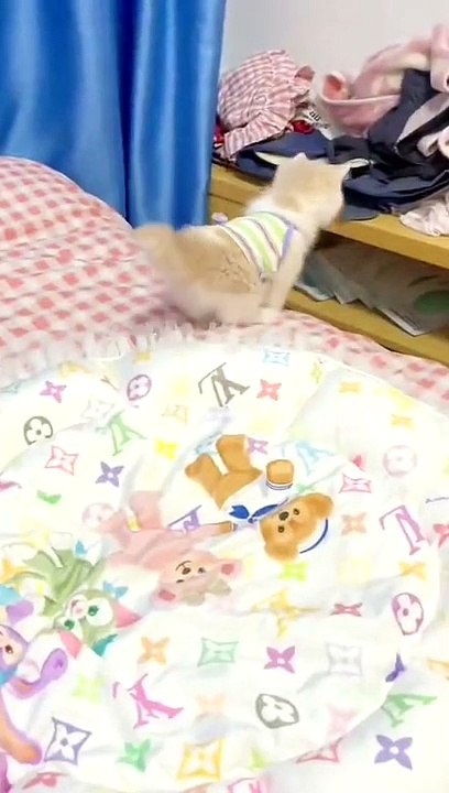 The legs are short 