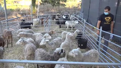 Download Video: En las zonas afectadas por el volcán se sigue rescatando a animales