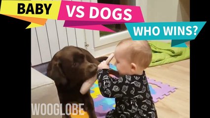 'Baby and Pet Labrador Play Tug-of-War with a Slipper'
