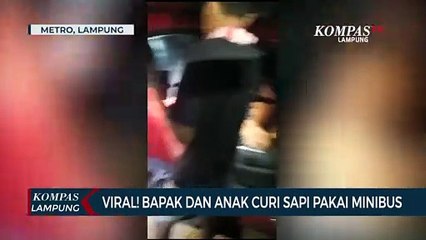 Viral! Bapak dan Anak Curi Sapi Pakai Minibus