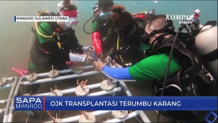OJK Transplantasi Terumbu Karang