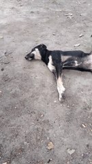 Adorable And Cutest Sleeping Dog Video | Kingdom Of Awais