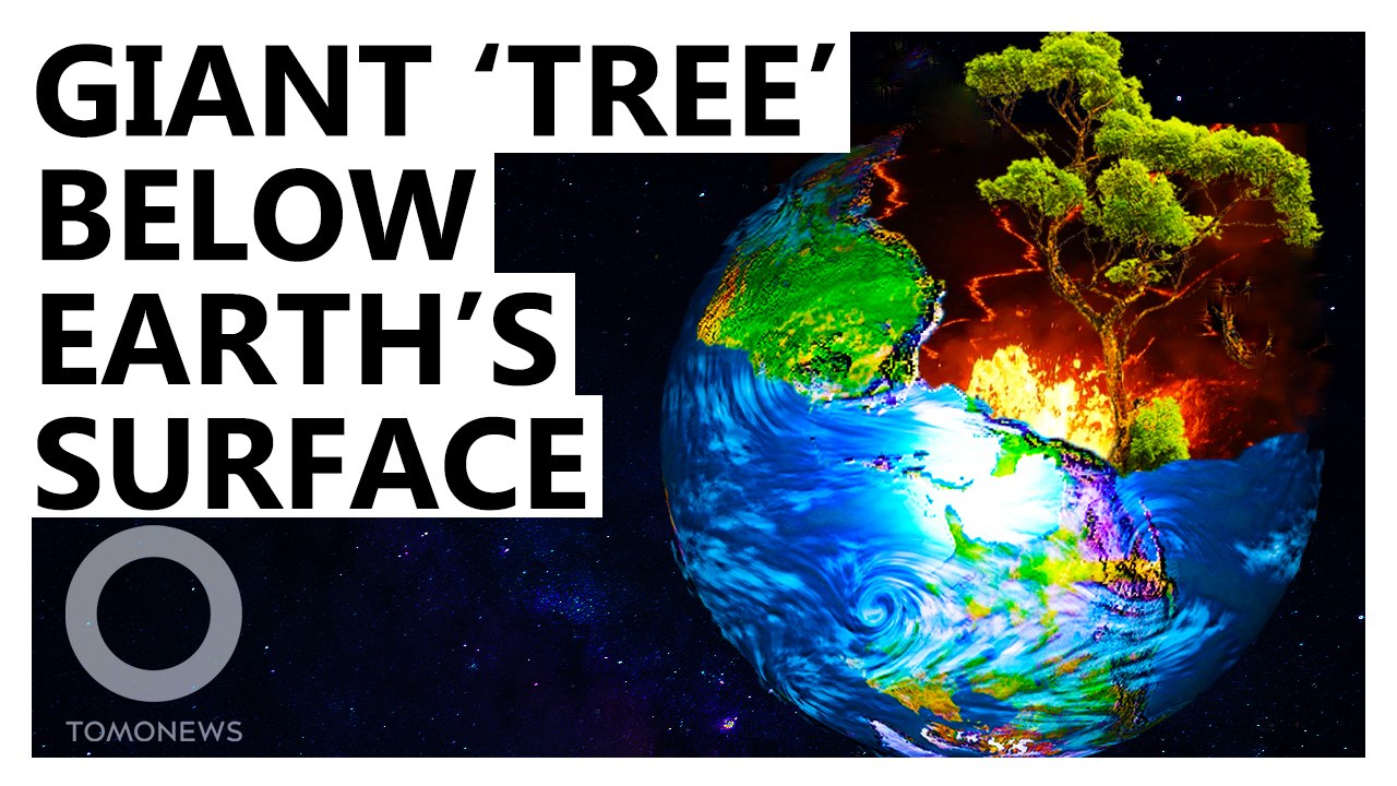 Massive Subterranean ‘Tree’ Growing Beneath Earth’s Surface