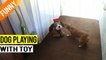 'Excited doggo acting silly in front of singing toy dog '