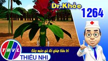 Dr. Khỏe - Tập 1264: Cây mào gà đỏ giúp tiêu trĩ