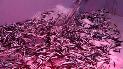 Karadeniz hamsisi yüzleri güldürüyor