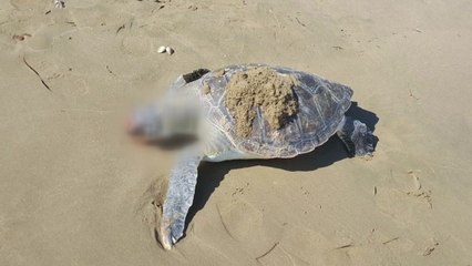 포항서 멸종위기종 푸른바다거북 숨진 채 발견 / YTN