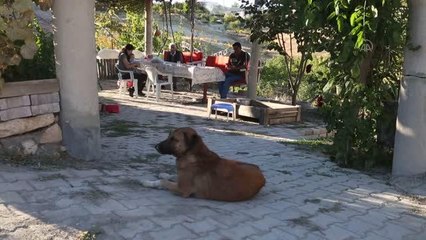 Minik Sude yaralı bulduğu köpek ile 7 yavrusuna özenle bakıyor