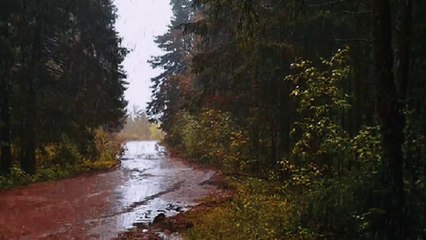 Beat Insomnia in 3 minute with steady sound of heavy Rain and Thunder along the rainforest