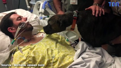 Mollie, la chienne, dit au revoir à son maître mourant, le moment émouvant circule sur Internet