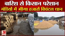 Rain Soaked Paddy in Haryana Mandis| बारिश से किसान परेशान, मंडियों में भीगा हजारों क्विंटल धान
