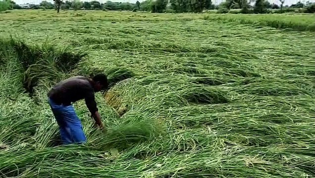Rajasthan Weather update:राजस्थान में भारी बारिश का अलर्ट, भीमसागर बांध के खोले दो गेट