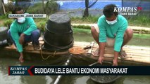 Bantu Petani Dan Peternak, Kelompok Pemuda Budidaya Lele