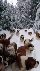 Dogs loves playing on snow, #Tibetian mastiff #petsTv