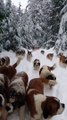 Dogs loves playing on snow, #Tibetian mastiff #petsTv