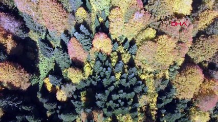 Küre Dağları Milli Parkı'nda sonbahar