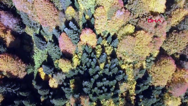 Küre Dağları Milli Parkı'nda sonbahar