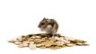 Hamster Coin (HAM) nedir? Hamstercoin ne kadar? Hamster Coin kaç TL, yükseliyor mu? Hamstercoin grafiği!