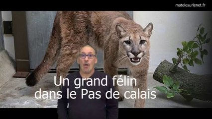 Le félin du Pas de Calais.