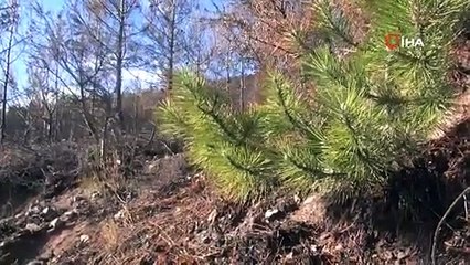 Yangınların küle çevirdiği cennette tabiat ana küllerinden yeşeriyor