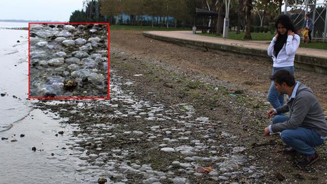 İzmit Körfezi'nde binlerce ölü denizanası kıyıya vurdu! Vatandaşlar endişeli, nedeni ise bilinmiyor