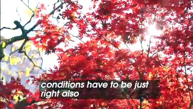 How to Time Your Fall Foliage Getaway Just Right and Where To Find the Best Views